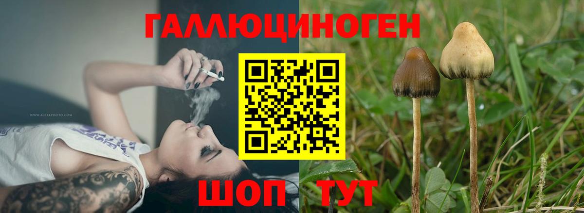 Галлюциногенные грибы Cubensis  Вход с VPN  Псилоцибиновые грибы Psilocybe  Богородицк 